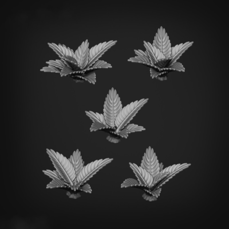 Samambaias1